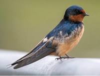 Birding Walk and Talk with Dr. Kathy Martin