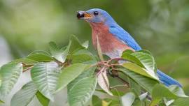 Spring birding — Great Barrington River Walk