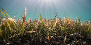 Citizen Science - Seagrass monitoring at South Stradbroke  1+2 (adults +16)