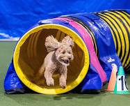 4-day AKC trial at Ann Arbor Dog Training Club