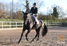 British Dressage & Unaffiliated Dressage