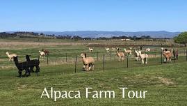 Alpaca Farm Tour