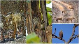 PENCH - Relive Tales from the Jungle Book