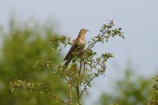 Great Fen Ecotour