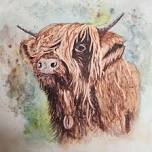 Highland Cow