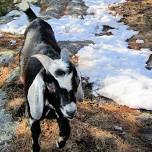 Guided Goat Walk