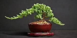 The Art of Bonsai