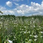 Wetland Workday