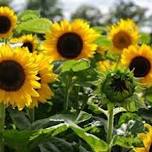 Sunflower Fest at DixieMaze Farms