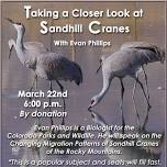 Taking a Closer Look at Sandhill Cranes