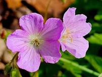 Wildflower Walk at the TVA Muscle Shoals Reservation