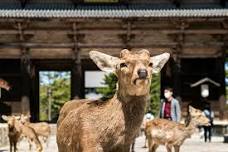 Nara Heritage Walkabout from Nara Park to Todaji Temple