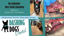 Pet Teeth Cleaning -  Port Alberni