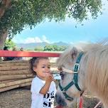 Pony Rides @ Mortimer Farms Blackberry Festival