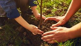 Walnutport Educational Buffer Planting