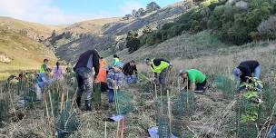 Te Awa Kura - Barnett Park Community Planting Event