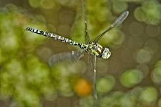 An Introduction to the Dragonflies & Damselflies of Sussex