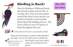 Birding at Wildwood