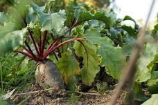 Waimarama Community Gardens Crop Swap