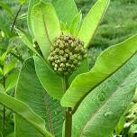 Yardeners Annual Native Plant Sale