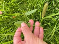 Eli's Foraging Club - Elderflower!