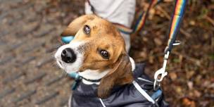 Proud Pooches Dog Show