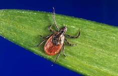 Understanding Lyme disease - Workshop