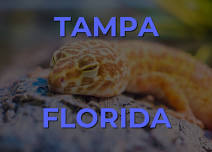 Tampa (Largo) Florida Reptile Show