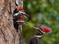 Father's Day With The Birds