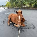 Mana - yoga and horse retreat