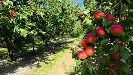 Fruit Tree Mastery Class 1 of 4-  Selecting Varieties