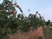 Avonleigh Orchards Tour