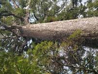 WAITAKERE RANGES BUSH WALKS