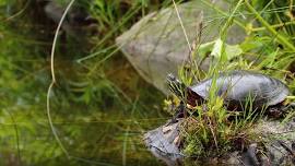 Wetlands Tour