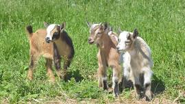 Goats on the Prairie!