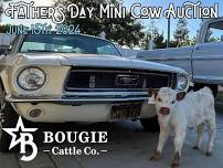 Father's Day Mini Cow Auction