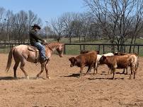 Beginner Cattle Working Clinic