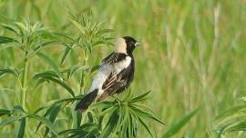 Birding for Bobolinks