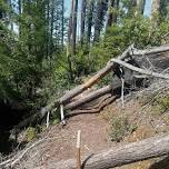 Brookings Bombsite Trail Scout  - South Coast