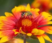 Boulder Chapter Garden Tour and Plant Sale