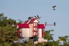 Purple Martin Talk