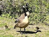 Birding at Udall's Pond with matt Klein at Great Neck Library