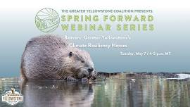 Beavers: Greater Yellowstone’s Climate Resiliency Heroes [Webinar}