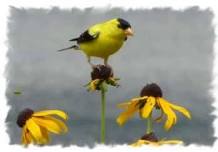 Beginning Birding at Battle Creek Park