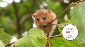 Ecology, Surveying and Conservation of Dormice