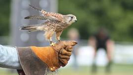 Fantastic Falconry!  All Ages