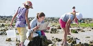 Rockpool rummaging (EDU FAMILY)