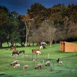 OPEN BARN