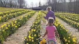 Opening Day at Pick-Your-Own Daffodil Farm