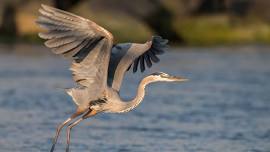 SUMMER SPEAKER SERIES | Great Blue Herons with Alex Kearney — Teller Wildlife Refuge